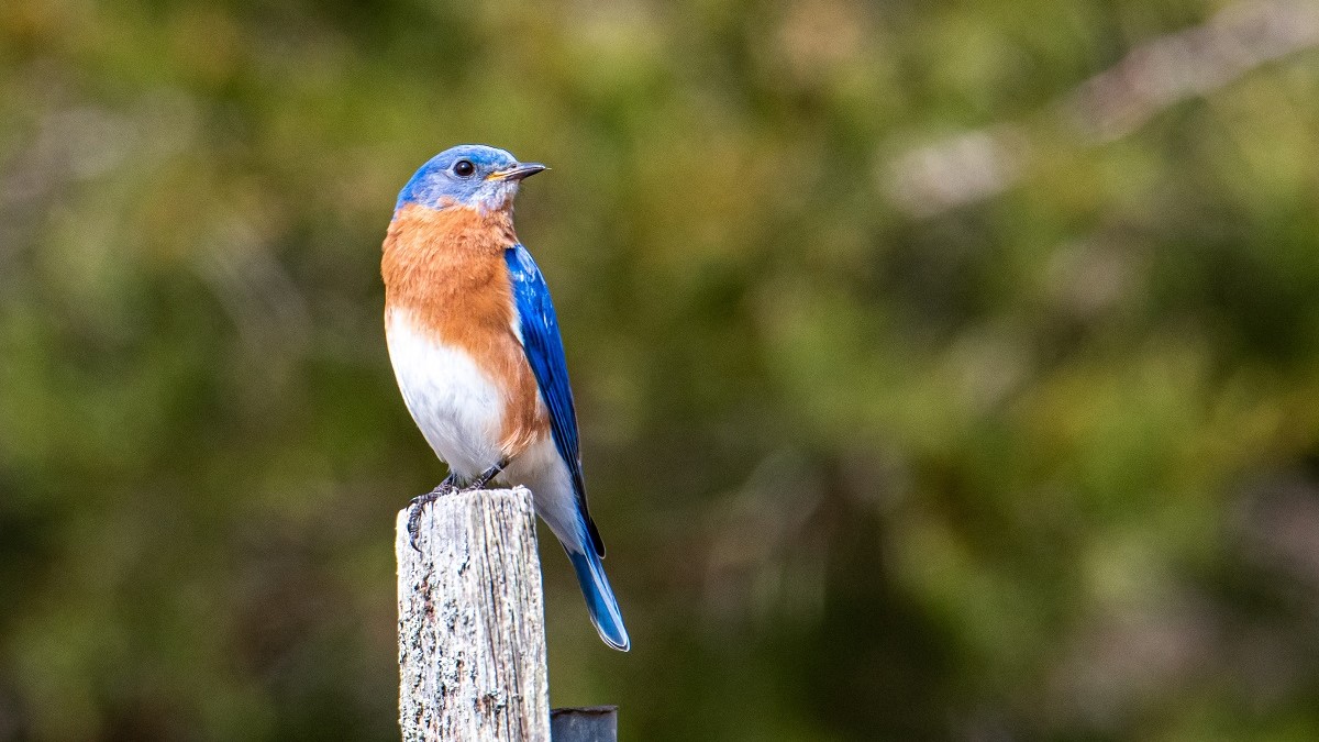 Bird Feeding month 2