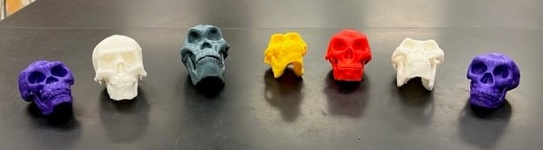 Hominid kit-row