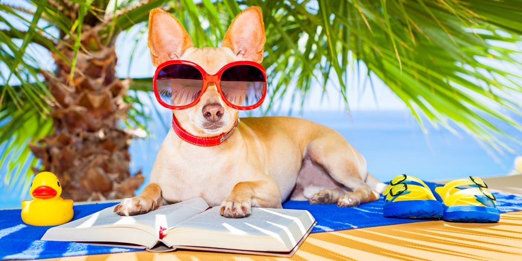 Summer_TeachingTipsandTraining