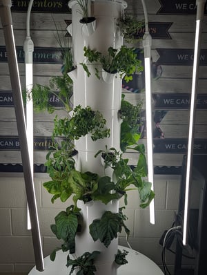 hydroponics6